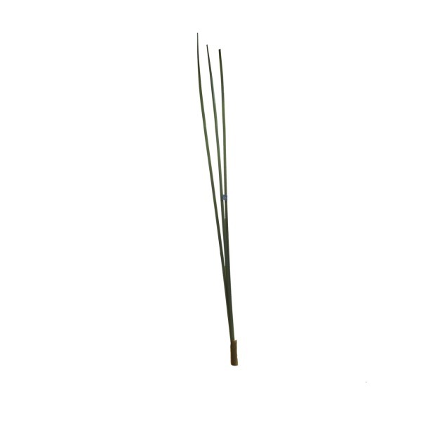 Тростниик зеленый 130 см (24) - 00001437