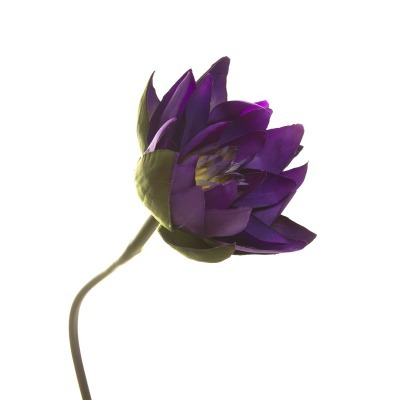 Водяная лилия  фиолетовая 71 см (12) - 00000792