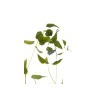 Листья клемантиса зеленые 90см (12) - 00001452