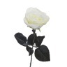 Роза белая 48 см (36) - 00002428