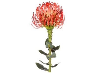 Цветок искусственный "протея красная" длина=70 см. Silk-Ka B.v. (654-226) 