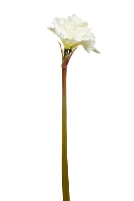 Амариллис кремовый, 88см (TT-00000292)