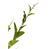 Листья жакаранды 100см (24) - TT-00000296