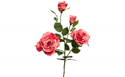 Роза нежно-розовая, 80см (12) - 00002902