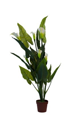 29BJ-841 Калла белая в горшке 130 см (TT-00000839)