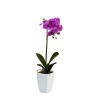 Орхидея сиреневая в горшке, 52 см (TT-00000841)