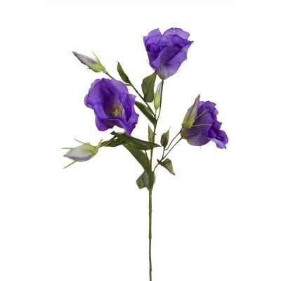 Лизиантус фиолетовый, 78см (36) - 00002216