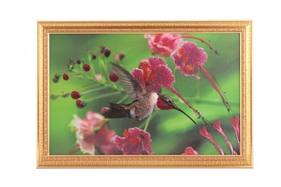 Картина колибри, стразы,55х35см (562-037-28) 