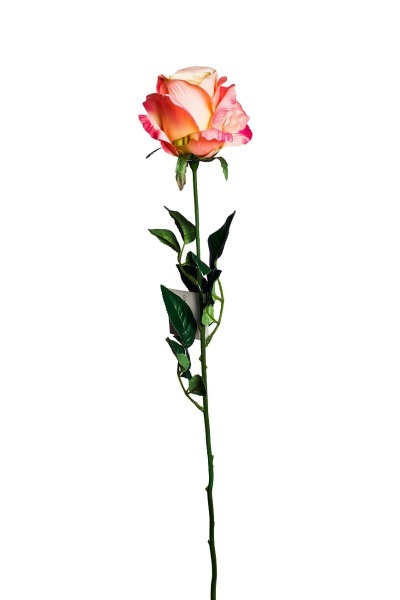 Роза нежно-розовая 71 см (24) - TT-00001006