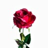 Роза бордовая 71 см (24) - TT-00001007