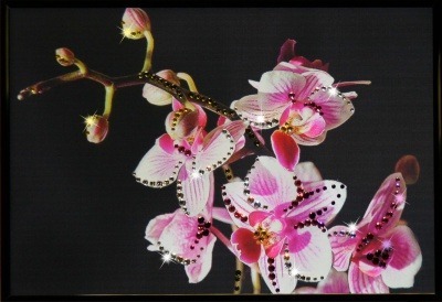 Маленькая орхидея (1205)