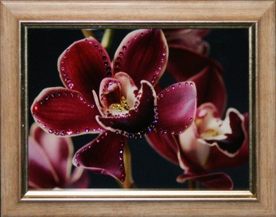 Цветок орхидеи (1588)