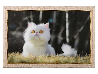 Картина "персидская кошка" 40*25см. (562-178-57) 