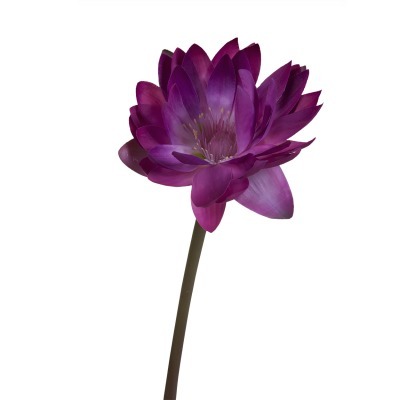 Водяная лилия пурпурно-красная 63,5 см (24) - 00002211